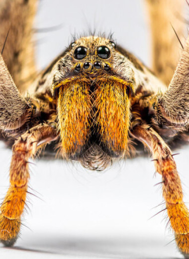 Сколько пауков на самом деле живет в вашем доме