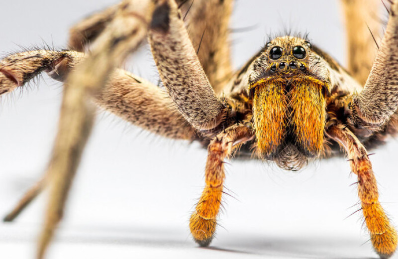 Сколько пауков на самом деле живет в вашем доме