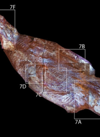 У живших 150 миллионов лет назад ихтиозавров нашли хорошо сохранившиеся мягкие ткани