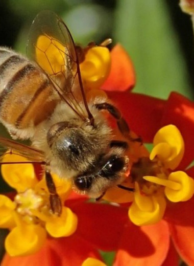 Медоносные пчелы плохо справились с опылением американских растений