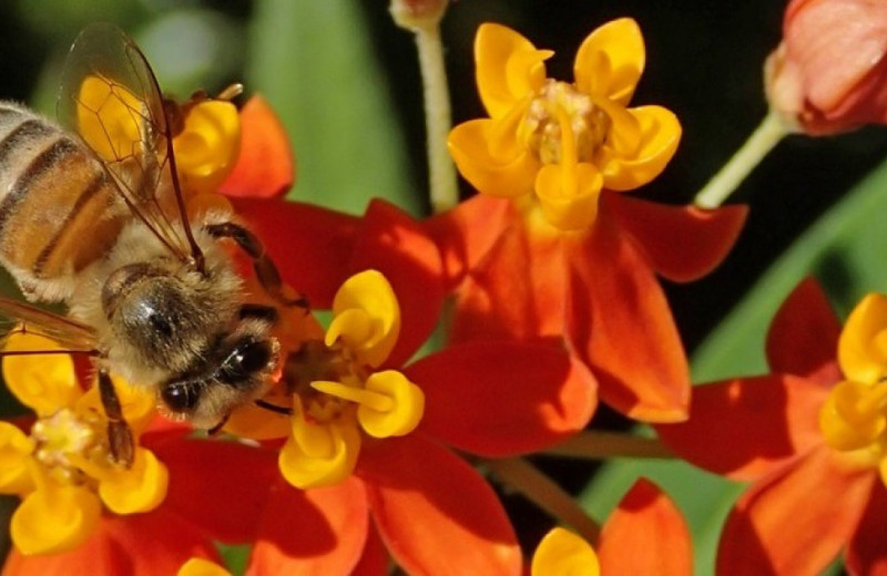 Медоносные пчелы плохо справились с опылением американских растений