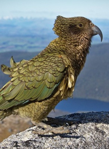 Новозеландских попугаев кеа вытеснили в горы люди или другие попугаи