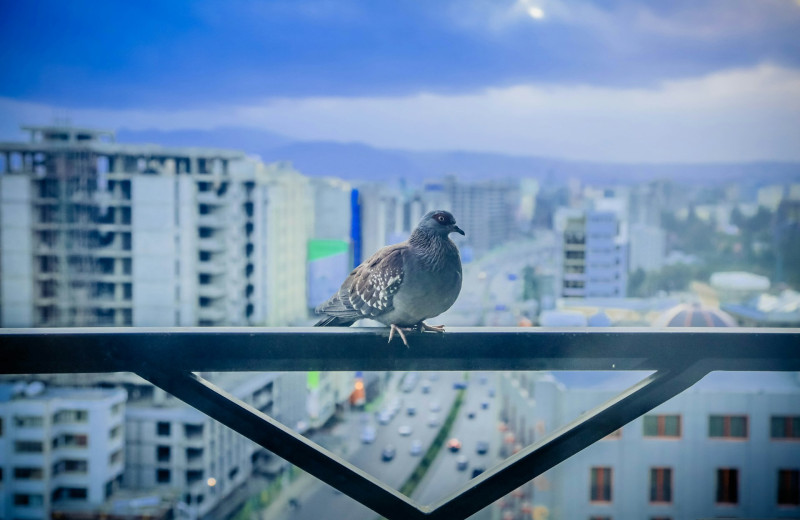 Незваные гости: 5 рабочих стратегий, как отпугнуть голубей с балкона