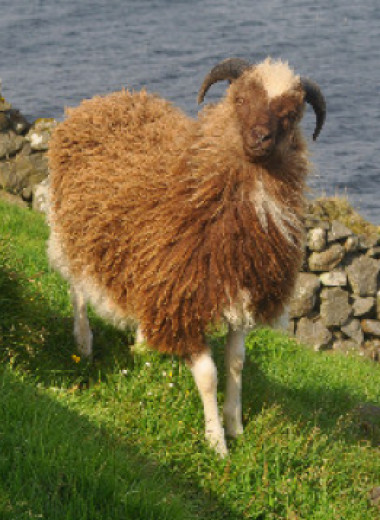 Овцы заселили Фарерские острова раньше викингов