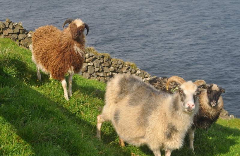Овцы заселили Фарерские острова раньше викингов