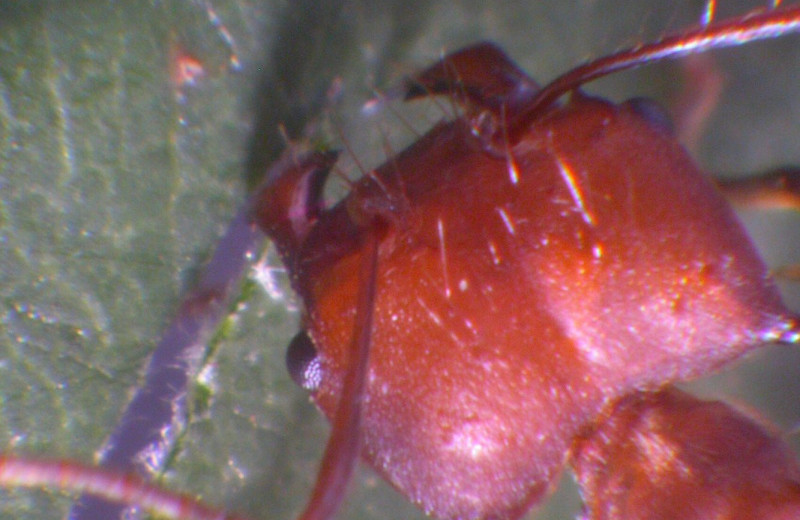 Откуда у муравьев такие острые зубы? Снимки в атомном масштабе дали ответ