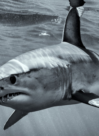 Одно из самых странных дел в Австралии: акула в аквариуме внезапно выплюнула татуированную руку