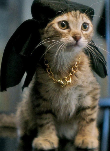 10 лучших фильмов про котов и кошек