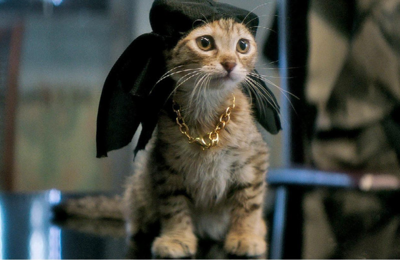 10 лучших фильмов про котов и кошек