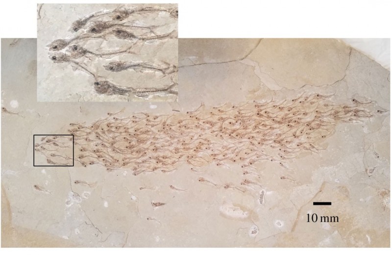 Стая рыбок в каменном плену: необычный отпечаток эпохи эоцена