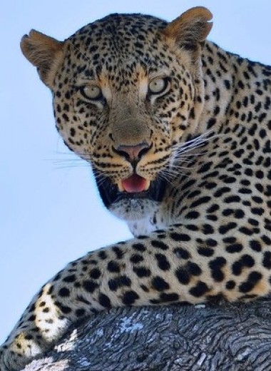Самцы и самки леопардов выбрали разный режим дня