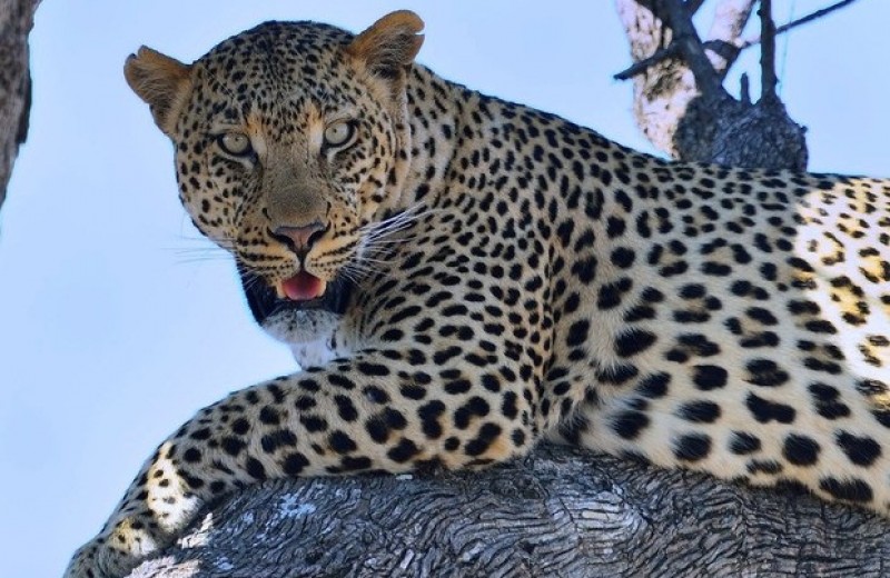 Самцы и самки леопардов выбрали разный режим дня