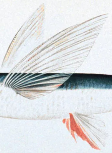 Зачем рыбы летают: странное поведение животных