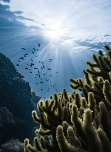 Как выглядят самые жуткие глубоководные существа: подборка фото ужасающих жителей подводного мира