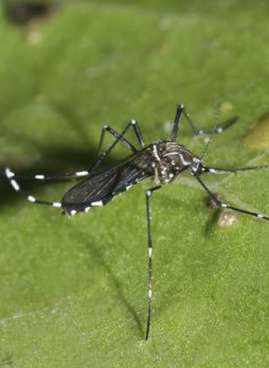 Лихорадка денге, вирус Зика и чикунгунья: какие болезни могут прийти к нам вместе с изменением климата