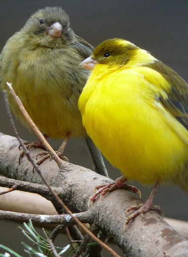 Как мозг канареек сохраняет способность к пению всю жизнь