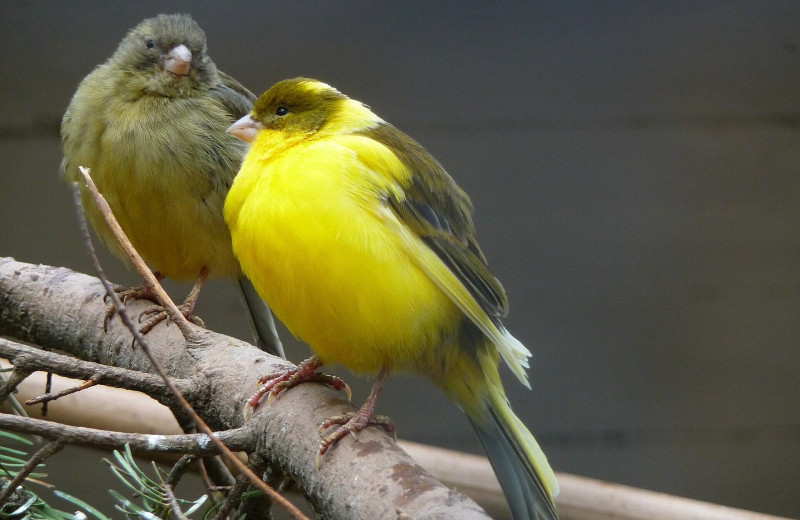 Как мозг канареек сохраняет способность к пению всю жизнь