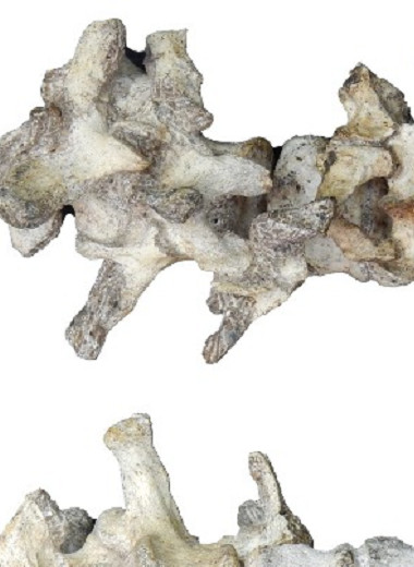 Палеоантропологи нашли окаменевшую поясницу австралопитека седиба