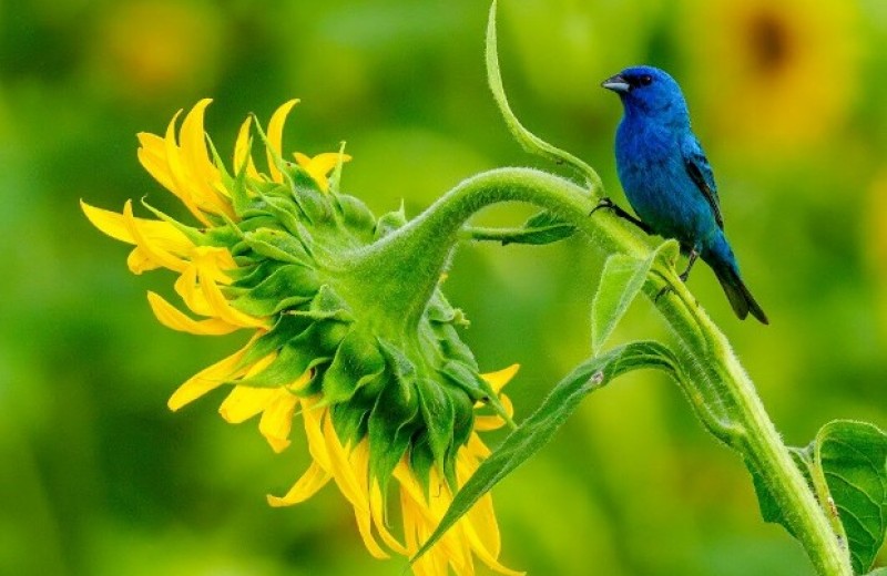 Изменение климата сократило ареал летнего размножения мигрирующих видов птиц