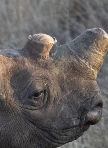 Спиливание рогов ради защиты от браконьеров сделало носорогов менее общительными