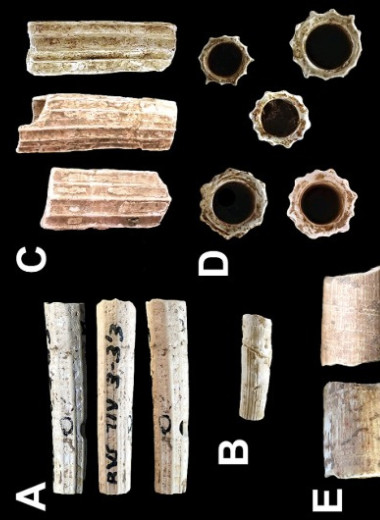 Пиренейские кроманьонцы сделали десятки артефактов из ископаемых моллюсков