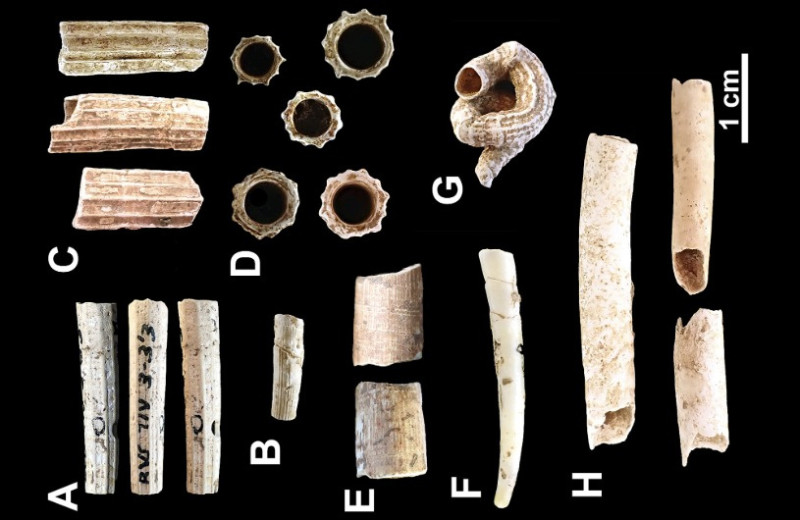 Пиренейские кроманьонцы сделали десятки артефактов из ископаемых моллюсков