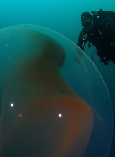 Как выглядит подводная капсула с яйцами кальмара: видео