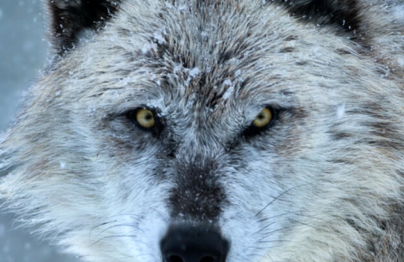 Волки, зараженные этим паразитом, многократно повышают свои шансы стать вожаками стаи