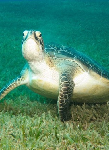 Морские черепахи оказались плохими штурманами