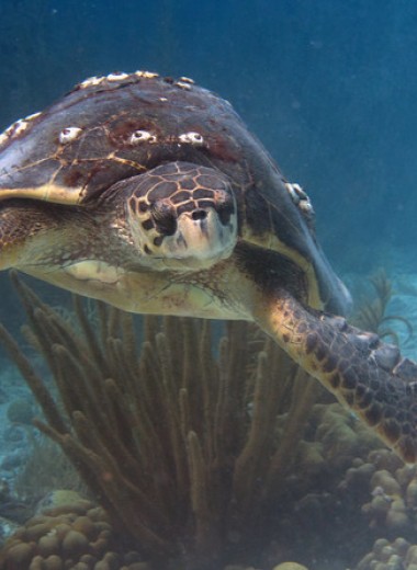 Панцири морских черепах оказались домом для тысяч микроскопических животных