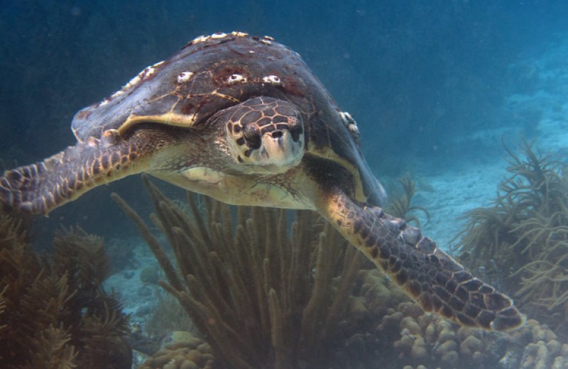 Панцири морских черепах оказались домом для тысяч микроскопических животных