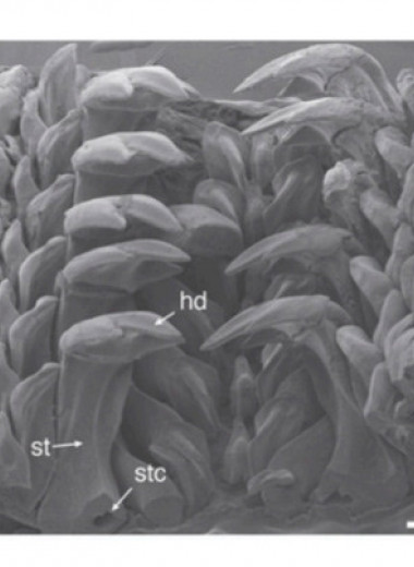 Зуб моллюска помог ученым создать материал для 3D-печати