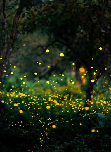 У природы есть универсальный ритм, и он равен 2 ударам в секунду