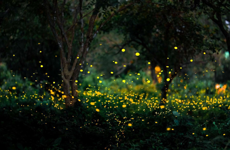 У природы есть универсальный ритм, и он равен 2 ударам в секунду
