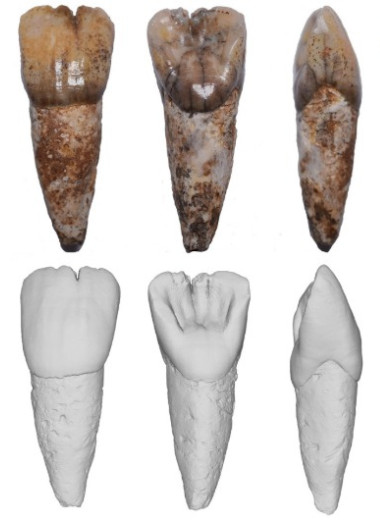В Малайзии обнаружили зуб архаичного человека