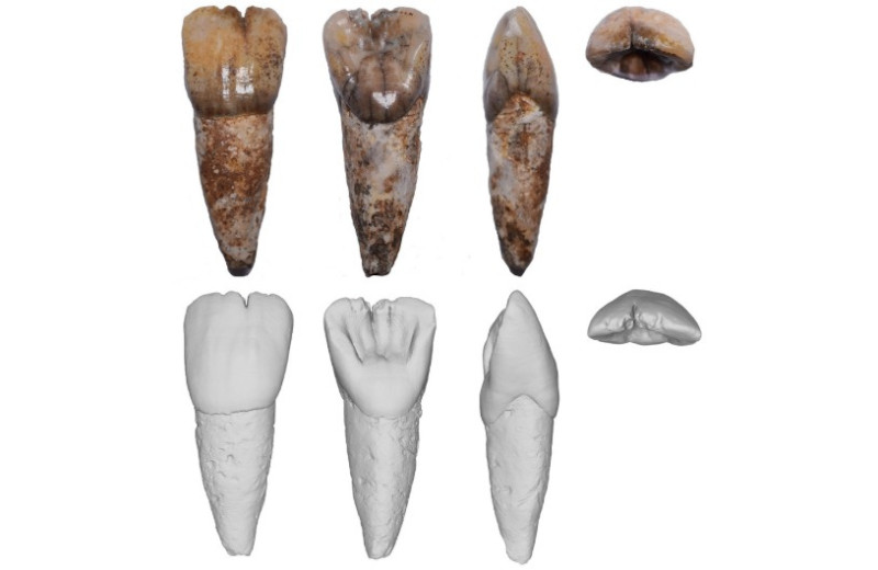 В Малайзии обнаружили зуб архаичного человека