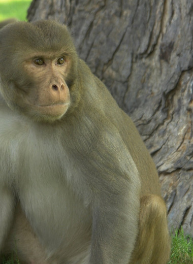 Одна инъекция антивозрастного протеина улучшает память обезьян