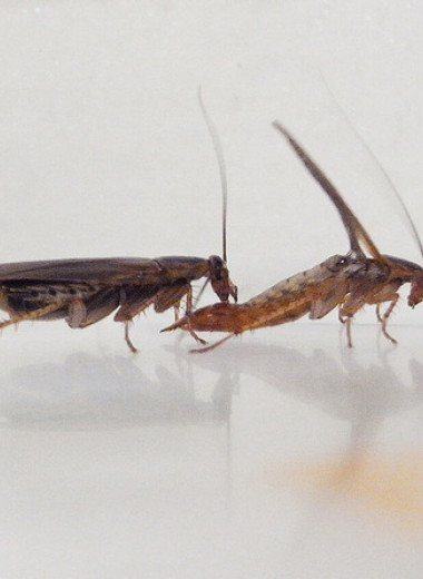 Отвращение к глюкозе заставило мутантных тараканих отвергнуть брачные подарки диких самцов