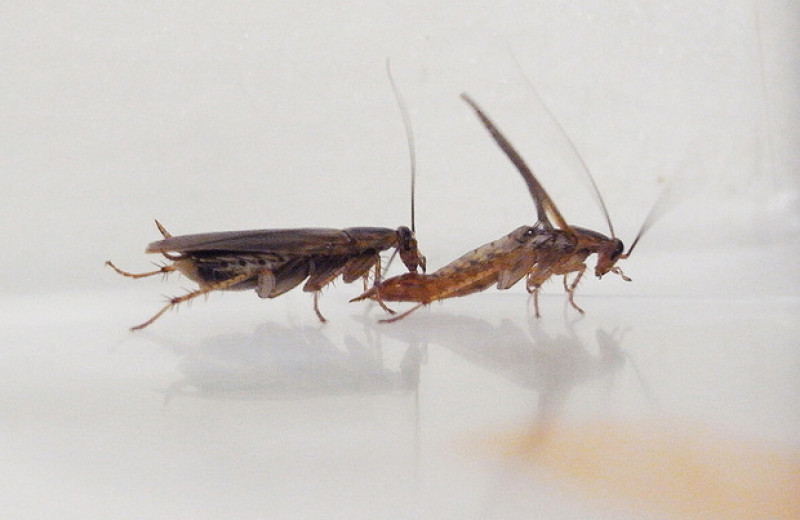 Отвращение к глюкозе заставило мутантных тараканих отвергнуть брачные подарки диких самцов