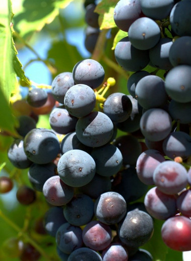 Современные винные сорта винограда впервые одомашнили на Южном Кавказе