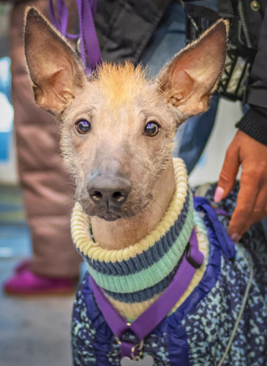 7 редких и удивительных пород собак, о которых вы вряд ли знаете