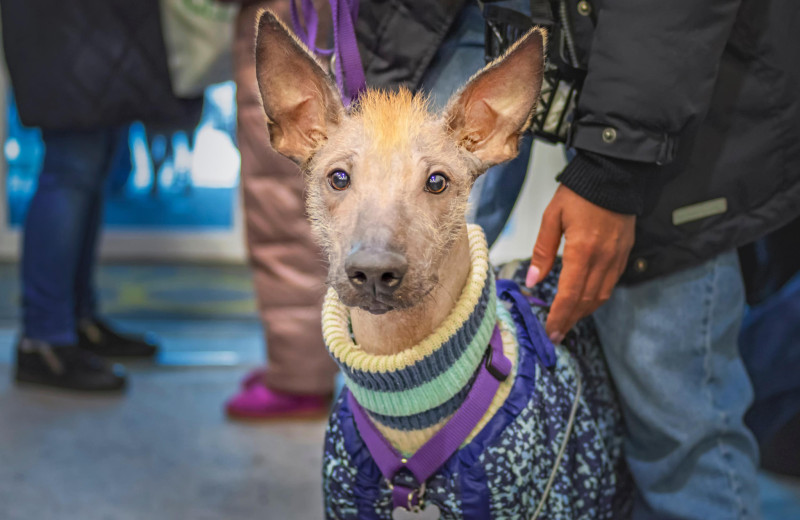 7 редких и удивительных пород собак, о которых вы вряд ли знаете