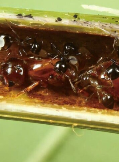 Люди помогли осам нарушить сотрудничество деревьев с муравьями