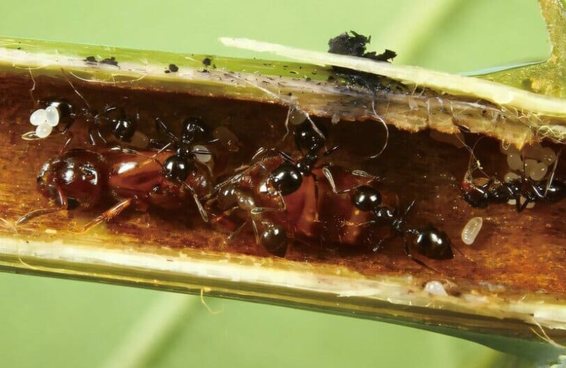 Люди помогли осам нарушить сотрудничество деревьев с муравьями