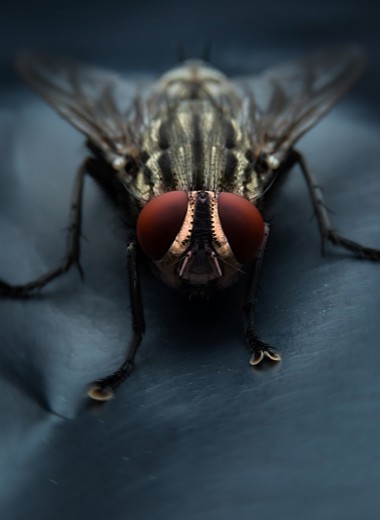 Искусственный интеллект мухи овладел функцией распознавания мух