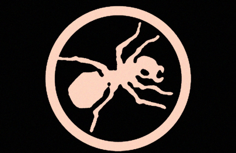 Энтомологи насчитали 20 квадриллионов муравьев на Земле