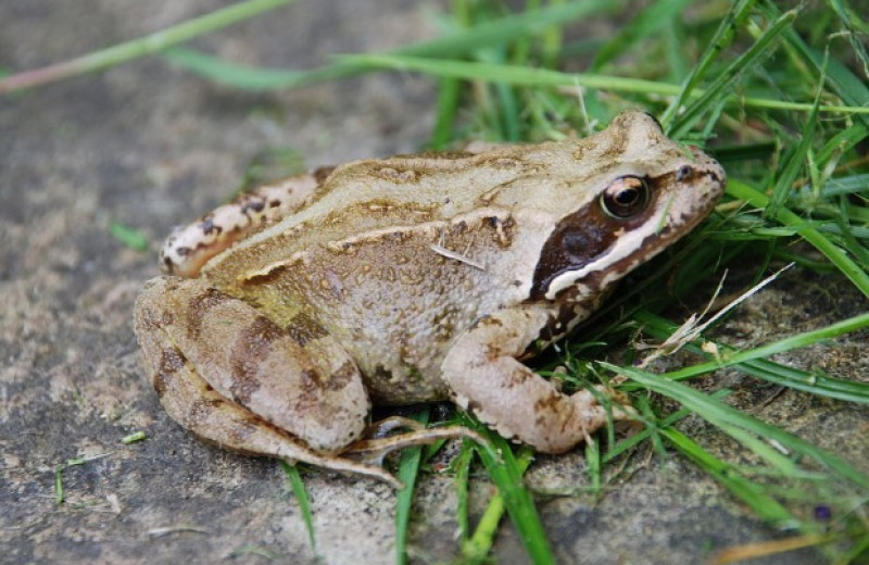 Археологи нашли в Англии рядом с домом железного века более 8000 костей лягушек и жаб