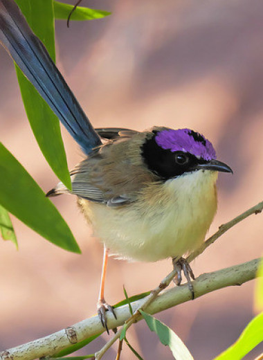 Пурпурноголовые малюры неожиданно для орнитологов вывели птенцов во время сухого сезона