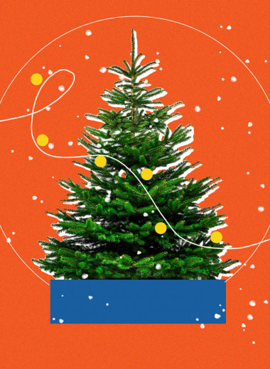 На игле: как выбрать новогоднюю елку и как за ней ухаживать