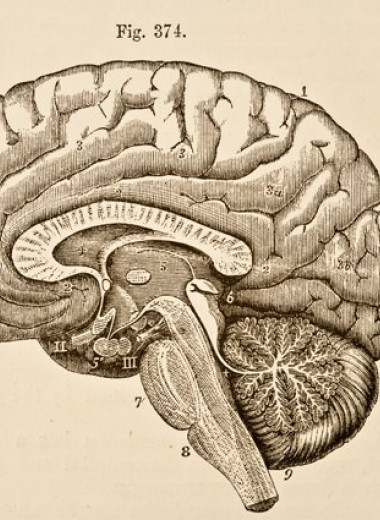 Есть ли связь между усложнением общества и уменьшением размера мозга